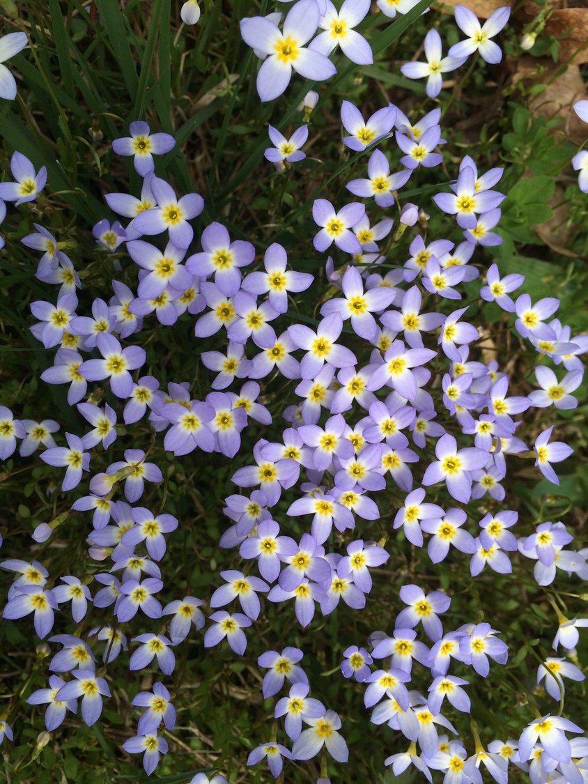 Bluets are members of the Bedstraw family, which contains approximately 6,000 primarily tropical species including coffee. The half-inch, pale blue flowers grow in clusters in forested landscapes, open meadows and along roadways in the Upper Delaware River region.